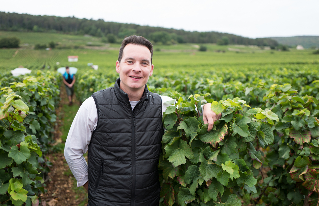 Domaine Robert Groffier - Burgundy, Côte de Nuits, France Wines - Pearl ...