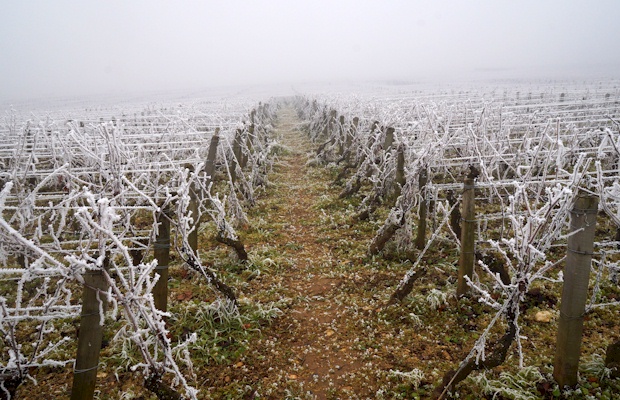 Nicole Lamarche - Burgundy, Côte de Nuits, France Wines - Pearl of Burgundy